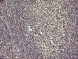 IL1A Mouse anti-Human, Clone: OTI3C3, liquid, TrueMAB 100 &mu;L; Unconjugated:Antibodies,