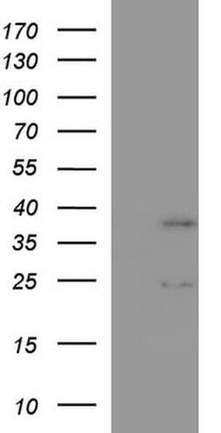 IL1A Mouse anti-Human, Clone: OTI3C3, liquid, TrueMAB 100 &mu;L; Unconjugated:Antibodies,