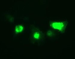 IL1B Mouse anti-Human, Clone: OTI3E1, liquid, TrueMAB 100 &mu;L; Unconjugated:Antibodies,