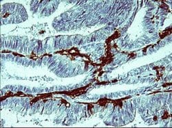 IL1B Mouse anti-Human, Clone: OTI3E1, liquid, TrueMAB 100 &mu;L; Unconjugated:Antibodies,