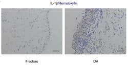IL1B Mouse anti-Human, Clone: OTI3E1, liquid, TrueMAB 100 &mu;L; Unconjugated:Antibodies,