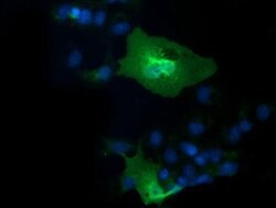 IL1F6 Mouse anti-Human, Clone: OTI1D11, lyophilized, TrueMAB 100 &mu;g;
