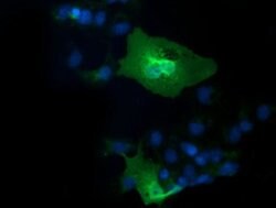 IL1F6 Monoclonal Antibody (OTI1D11), TrueMAB , OriGene 30 &mu;L; Unconjugated:Antibodies,