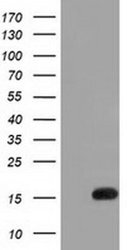 IL1F6 Monoclonal Antibody (OTI1A4), TrueMAB , OriGene 100 &mu;L | Buy Online | Origene Technologies | Fisher Scientific