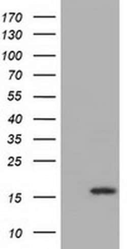 IL1F6 Monoclonal Antibody (OTI1D11), TrueMAB , OriGene 30 &mu;L; Unconjugated:Antibodies,