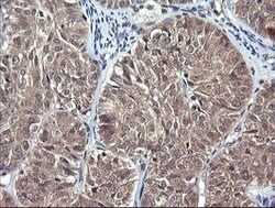 IL1F9 Mouse anti-Human, Clone: OTI6E4, lyophilized, TrueMAB 100 &mu;g;
