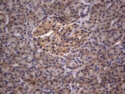 IL1RN Monoclonal Antibody (OTI3B1), TrueMAB , OriGene 100 &mu;L; Unconjugated:Antibodies,