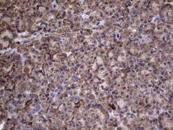 IL1RN Mouse anti-Human, Clone: OTI2B1, lyophilized, TrueMAB 100 &mu;g;