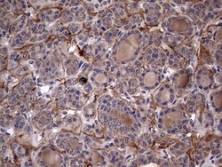 IL1RN Mouse anti-Human, Clone: OTI2B1, lyophilized, TrueMAB 100 &mu;g;