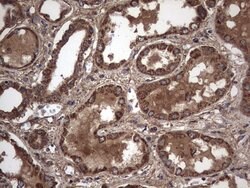 IL1RN Mouse anti-Human, Clone: OTI2B1, lyophilized, TrueMAB 100 &mu;g;