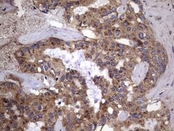 IL1RN Mouse anti-Human, Clone: OTI2B1, lyophilized, TrueMAB 100 &mu;g;