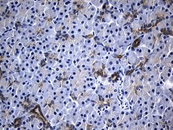 IL2 Mouse anti-Human, Clone: OTI2C9, lyophilized, TrueMAB 100 &mu;g; Unconjugated:Antibodies,