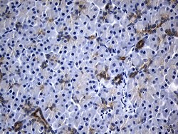 IL2 Monoclonal Antibody (OTI2C9), TrueMAB , OriGene 30 &mu;L | Buy Online | Origene Technologies | Fisher Scientific