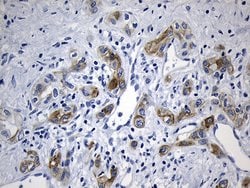 IL2 Mouse anti-Human, Clone: OTI2C9, lyophilized, TrueMAB 100 &mu;g; Unconjugated:Antibodies,
