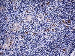 IL2 Monoclonal Antibody (OTI5A9), TrueMAB , OriGene:Antibodies:Primary