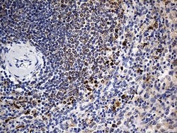 IL2 Monoclonal Antibody (OTI5A9), TrueMAB , OriGene 100 &mu;L; Unconjugated:Antibodies,
