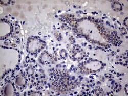 IL20 Mouse anti-Human, Clone: OTI2B8, lyophilized, TrueMAB 100 &mu;g; Unconjugated:Antibodies,