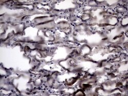 IL20 Mouse anti-Human, Clone: OTI2B8, lyophilized, TrueMAB 100 &mu;g; Unconjugated:Antibodies,