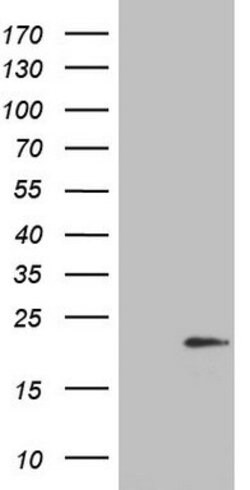 IL20 Mouse anti-Human, Clone: OTI2F3, lyophilized, TrueMAB 100 &mu;g; Unconjugated:Antibodies,