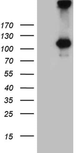 IL20RA Mouse anti-Human, Clone: OTI6F8, lyophilized, TrueMAB 100 &mu;g;