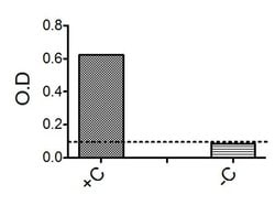 Invitrogen IL22RA2 Polyclonal Antibody 100 &mu;L; Unconjugated:Antibodies,