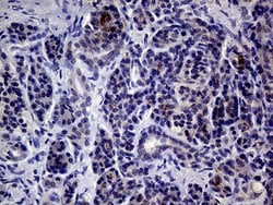 IL24 Monoclonal Antibody (OTI4H4), TrueMAB , OriGene:Antibodies:Primary