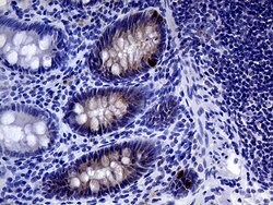 IL24 Monoclonal Antibody (OTI4H4), TrueMAB , OriGene 100 &mu;L; Unconjugated:Antibodies,