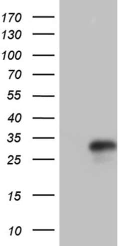 IL24 Monoclonal Antibody (OTI4D1), TrueMAB , OriGene 30 &mu;L; Unconjugated:Antibodies,