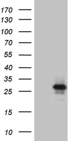 IL24 Monoclonal Antibody (OTI4H4), TrueMAB , OriGene 100 &mu;L; Unconjugated:Antibodies,