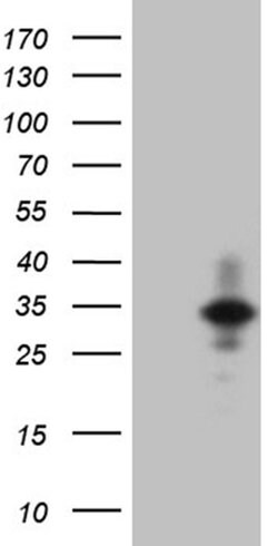 IL24 Monoclonal Antibody (OTI5C8), TrueMAB , OriGene:Antibodies:Primary