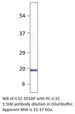 IL32 Rabbit anti-Human, Mouse, Rat, Polyclonal, FabGennix 200 &mu;L; Unconjugated:Antibodies,
