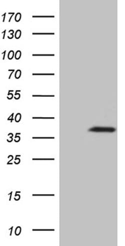 IL34 Mouse anti-Human, Clone: OTI4A6, lyophilized, TrueMAB 100 &mu;g; Unconjugated:Antibodies,