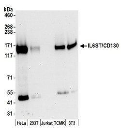 IL6ST/CD130 Polyclonal Antibody, Bethyl Laboratories 20 &mu;L; Unconjugated:Antibodies,