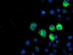 ILVBL Mouse anti-Human, Rat, Clone: OTI8A12, liquid, TrueMAB 100 &mu;L;