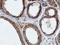 ILVBL Mouse anti-Human, Rat, Clone: OTI8A12, liquid, TrueMAB 100 &mu;L;