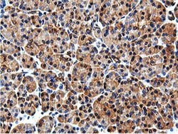 ILVBL Mouse anti-Human, Rat, Clone: OTI8A12, liquid, TrueMAB 100 &mu;L;