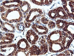 ILVBL Mouse anti-Human, Rat, Clone: OTI8A12, liquid, TrueMAB 100 &mu;L;