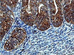 ILVBL Mouse anti-Human, Rat, Clone: OTI8A12, liquid, TrueMAB 100 &mu;L;