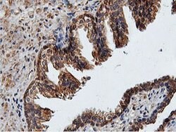 ILVBL Mouse anti-Human, Rat, Clone: OTI8A12, liquid, TrueMAB 100 &mu;L;