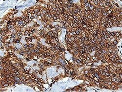 ILVBL Mouse anti-Human, Rat, Clone: OTI8A12, liquid, TrueMAB 100 &mu;L;