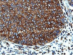 ILVBL Mouse anti-Human, Rat, Clone: OTI8A12, liquid, TrueMAB 100 &mu;L;