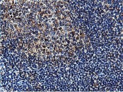 ILVBL Mouse anti-Human, Rat, Clone: OTI8A12, liquid, TrueMAB 100 &mu;L;