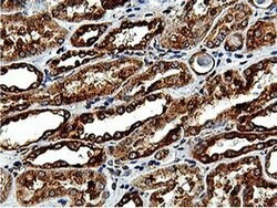 ILVBL Mouse anti-Human, Rat, Clone: OTI8A12, liquid, TrueMAB 100 &mu;L;