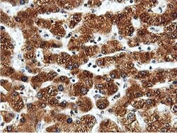 ILVBL Mouse anti-Human, Rat, Clone: OTI8A12, liquid, TrueMAB 100 &mu;L;