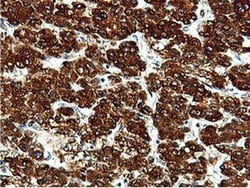 ILVBL Mouse anti-Human, Rat, Clone: OTI8A12, liquid, TrueMAB 100 &mu;L;