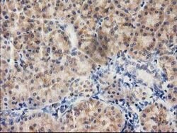 ILVBL Mouse anti-Human, Clone: OTI1A12, lyophilized, TrueMAB 100 &mu;g;