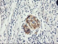 ILVBL Mouse anti-Human, Clone: OTI1A12, lyophilized, TrueMAB 100 &mu;g;