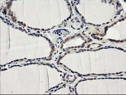 ILVBL Mouse anti-Human, Clone: OTI1A12, lyophilized, TrueMAB 100 &mu;g;