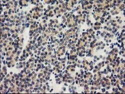ILVBL Mouse anti-Human, Clone: OTI1A12, lyophilized, TrueMAB 100 &mu;g;