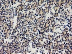 ILVBL Monoclonal Antibody (OTI1A12), TrueMAB , OriGene 100 &mu;L; Unconjugated:Antibodies,